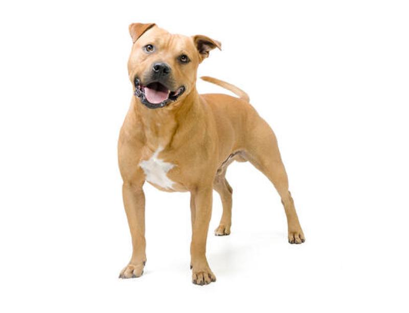 Derry man slammed dog into tarmac from above his head