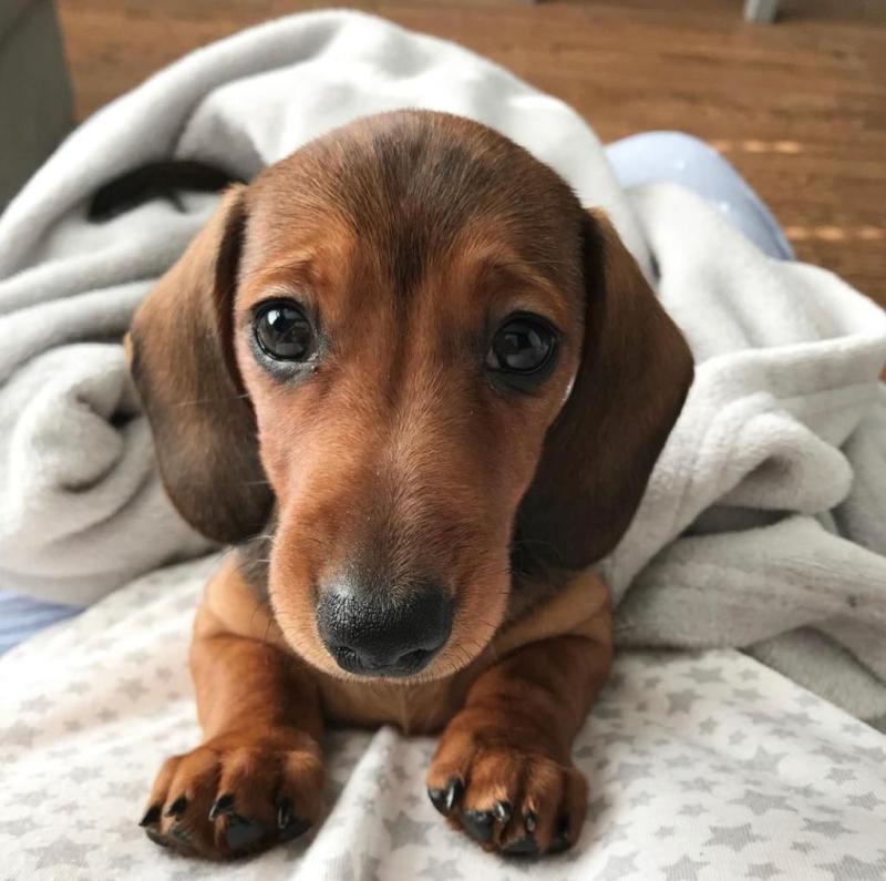 Murphy who had been banned from travelling on Stenaline in a carry case.