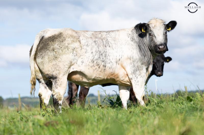 Annual InCalf Heifer sale to take place in Swatragh this week Derry Now
