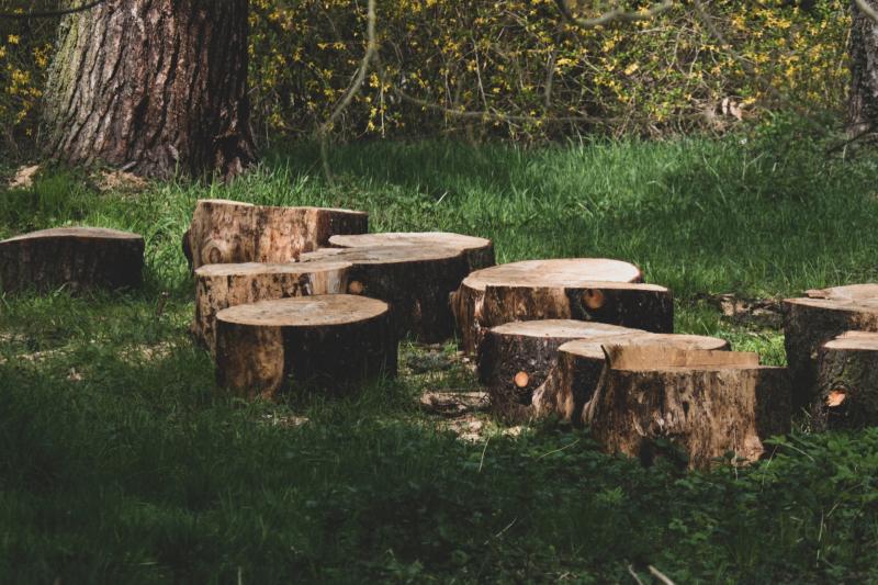 County Derry man fined after illegal tree felling