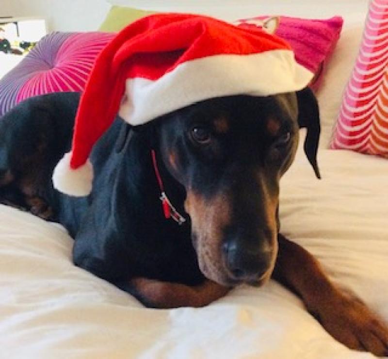 Derry councillor pleads for future planning when buying pets this Christmas