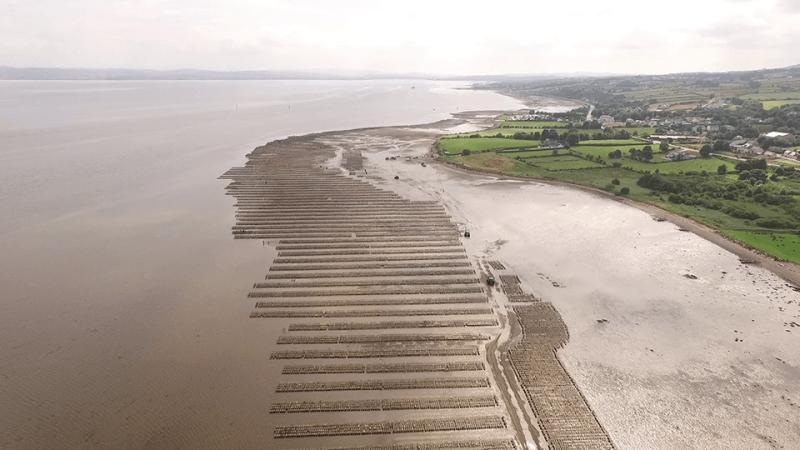 Illegal oyster trestles posing shipping hazard on Foyle