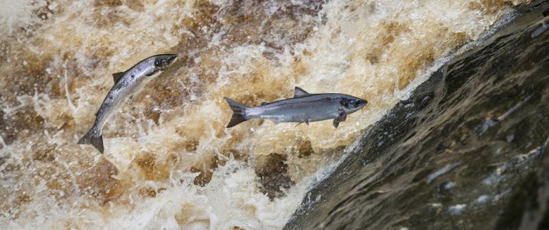 Loughs Agency retains existing tag allocation in effort to conserve iconic Atlantic Salmon