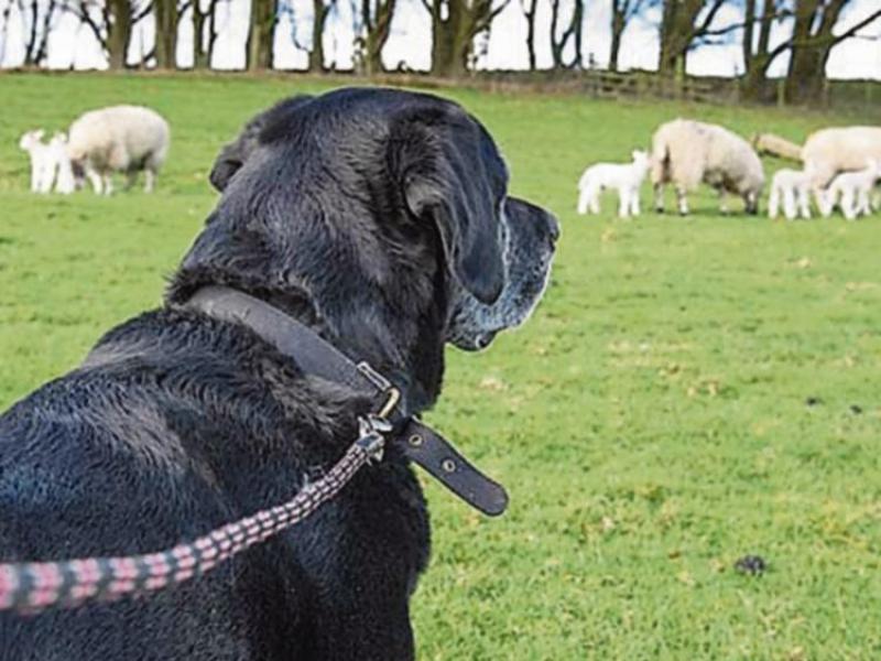 Garda ask people of Kilkenny to keep dogs away from lambing ewes