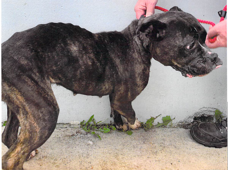 Derry man banned from keeping dogs following prosecution by council