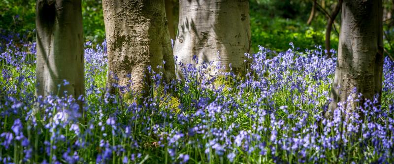 People encouraged to visit enchanting forest carpet of bluebells at Prehen Woods