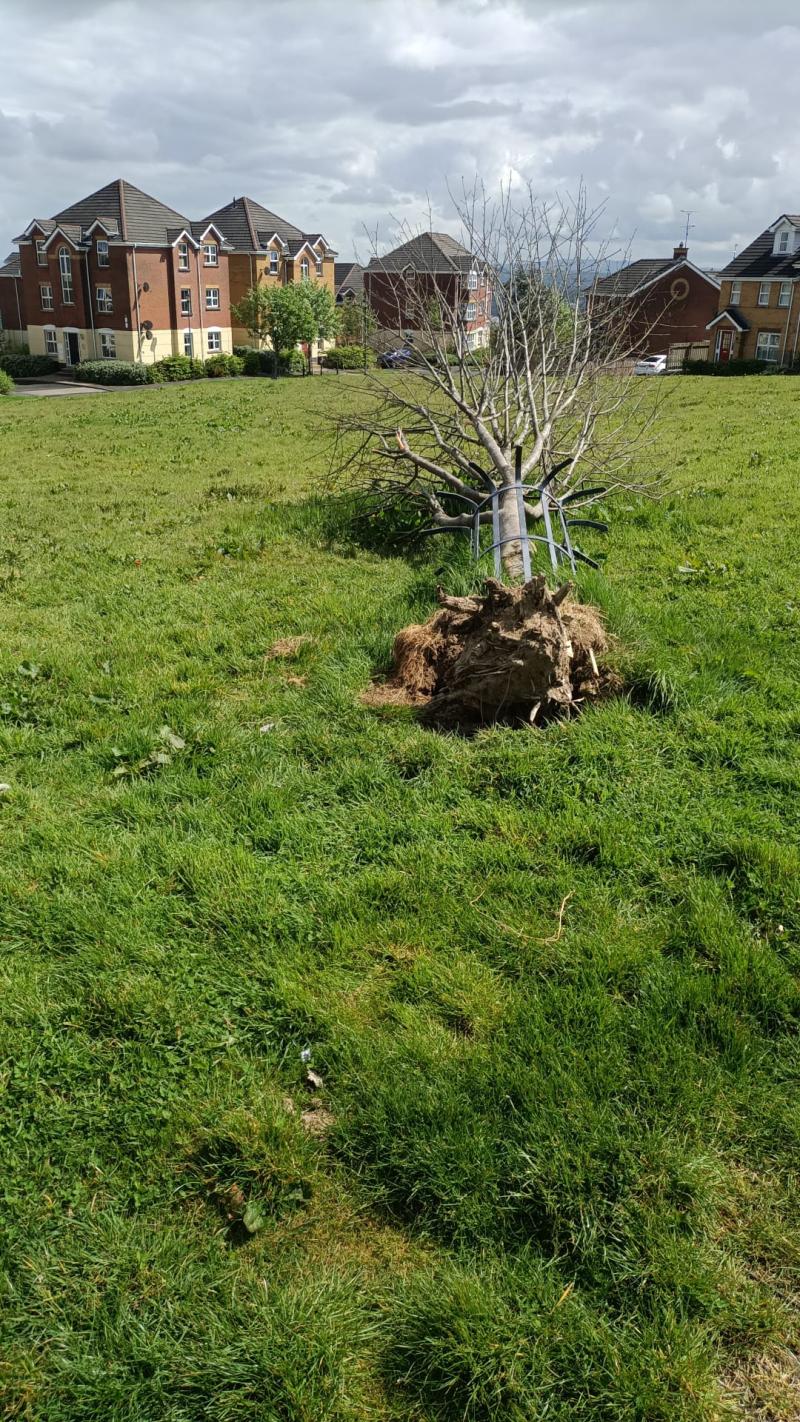 Steps to address maintenance concerns at Derry's Ard Grange welcomed
