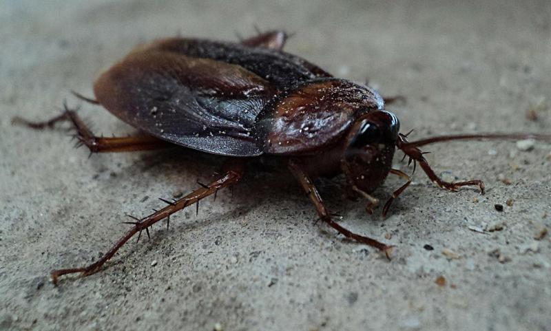 'Heavy cockroach activity': Several food businesses served with enforcement orders 