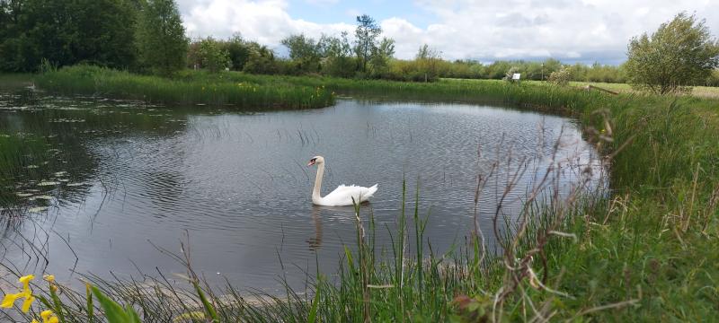 New Wetland Park to be developed in Maghera 