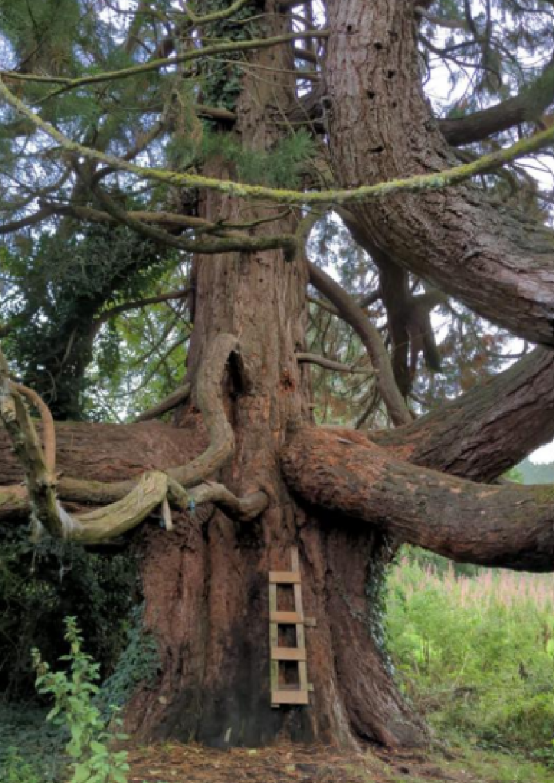 'It is ecocide to plan to destroy Deer Park Field' - Gemma Harkin