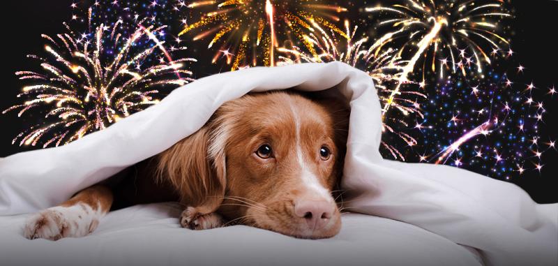 Warning issued over dangers of fireworks ahead of Derry Halloween celebrations