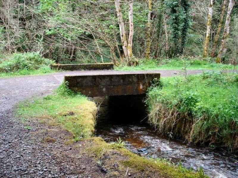 Derry's Muff River fish kill pollution from commercial premises