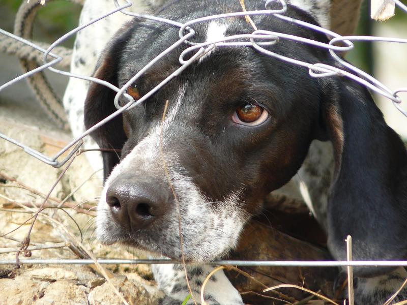 1,265 non-farmed animal welfare incidents in three years