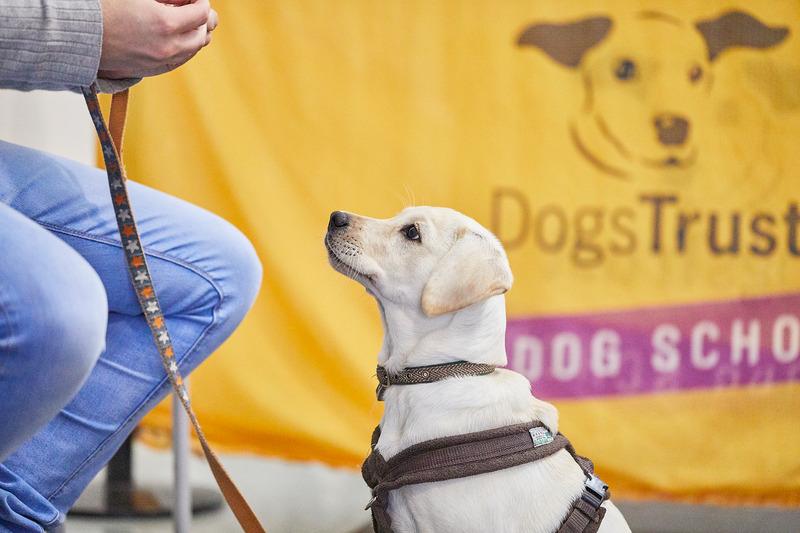 New Dog Trust classes in Derry
