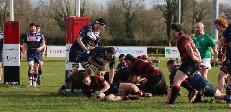 Rainey hammer Harlequin's with fine performace