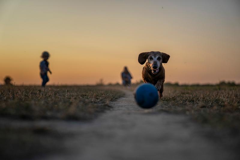 Patsy McGlone has called for a joined-up approach to databases used to record information about dogs