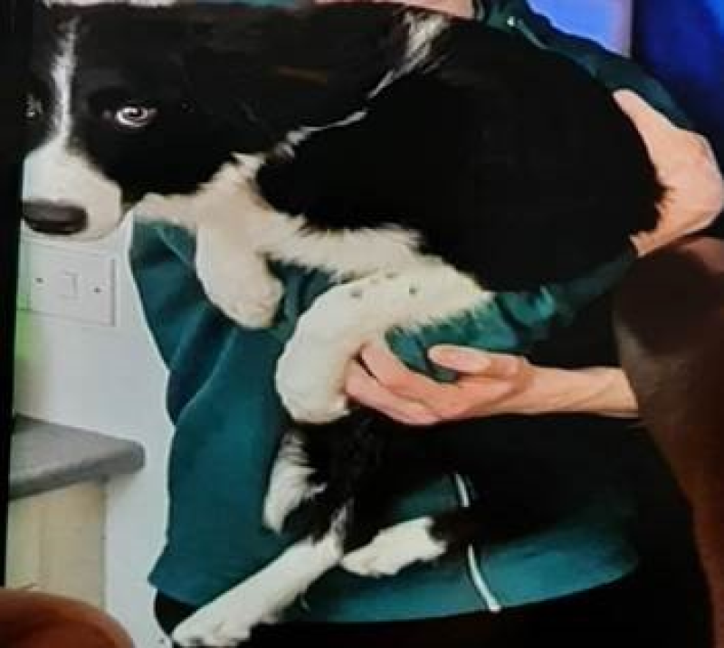 Police appeal for information in an effort to locate injured puppy struck by car on Glenshane Road