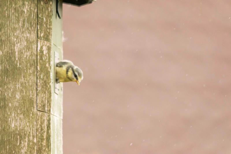James has a camera in a nest which allows him the observe small birds nests