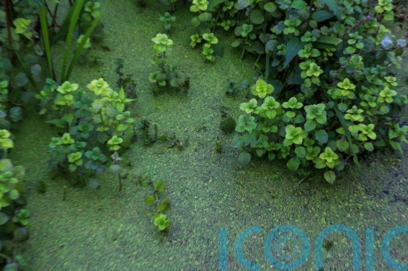 Blue-Green algae in Lough Neagh