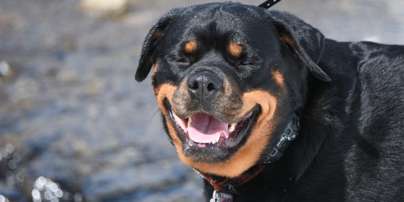 Rottweiler seized after attack on man in Inishowen