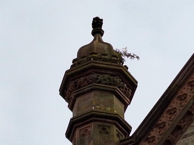 Grass growing out of the Guildhall
