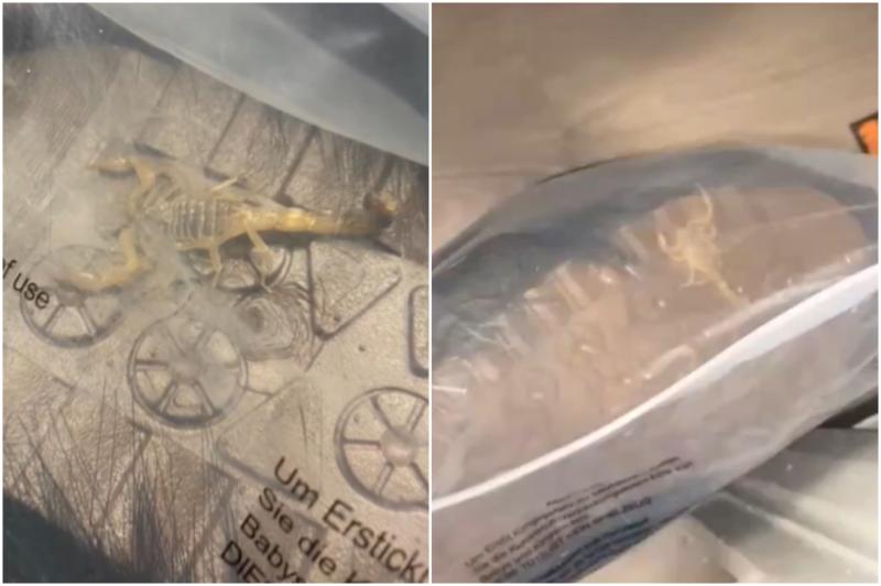 Irish shoppers warned as woman finds deadly live scorpion in online Shein order