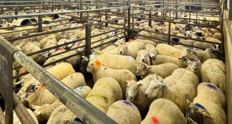 Power outage from Storm &Eacute;owyn sees Swatragh Livestock Mart weekend sales cancelled