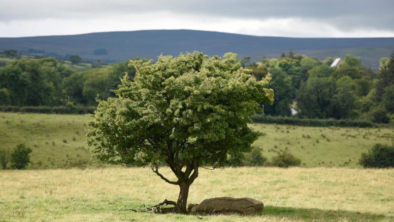 Derry residents urged to participate in consultation on Tree Protection Bill