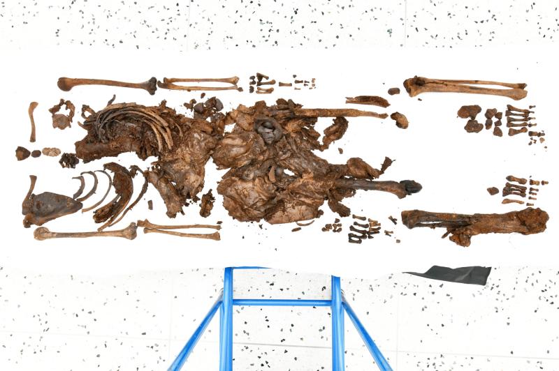 Bellaghy Bog: Ancient remains discovered ‘likely to belong to young woman’