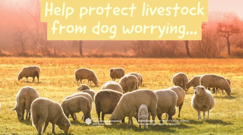 Council warns &lsquo;Keep control of your dog near livestock&rsquo;