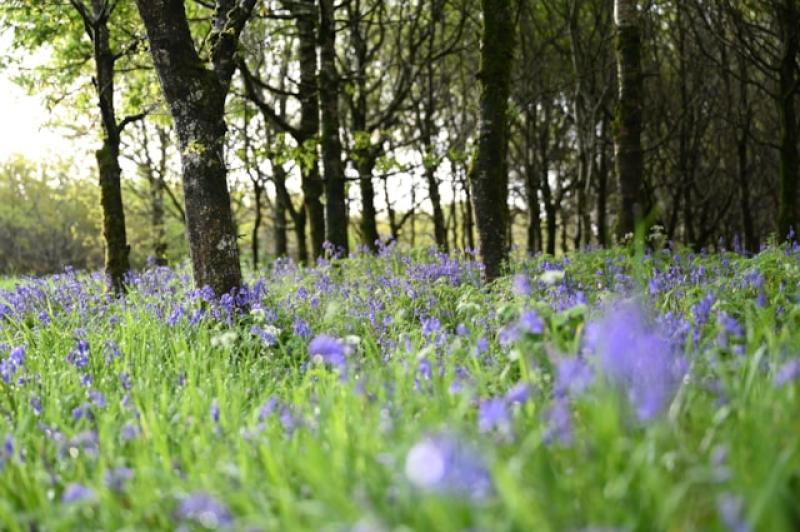 Walkers urged not to 'trample through bluebells' while visiting County Derry woods 