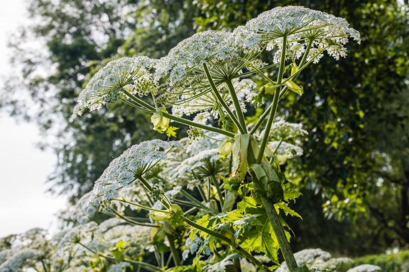 Derry public vigilance  encouraged beyond 'Invasive Species Week 2025'
