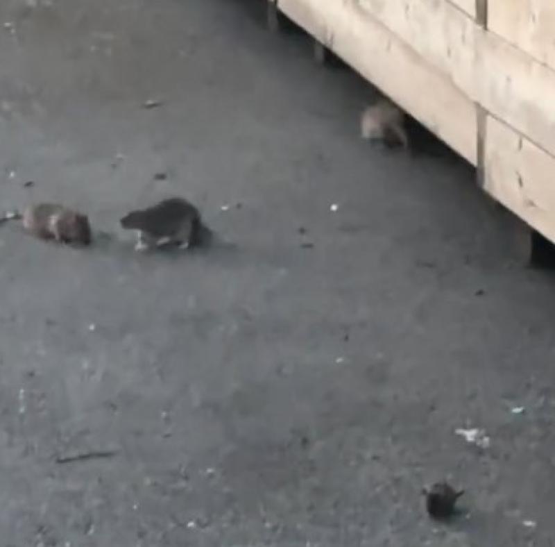 'Council has been notified of rodent activity along parts of the quayside area and this is currently under investigation'
