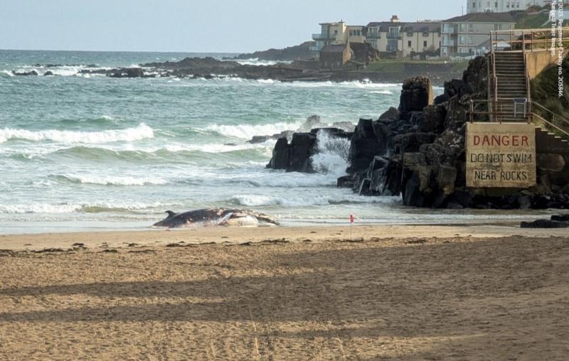 Dead minke whale found washed up County Derry beach
