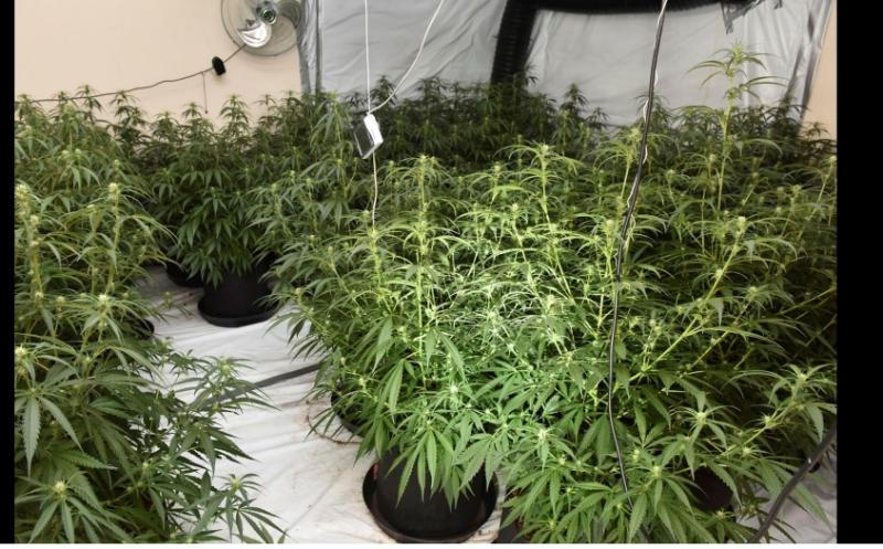 Man (29) to appear before Derry Court following discovery of 120 cannabis plants