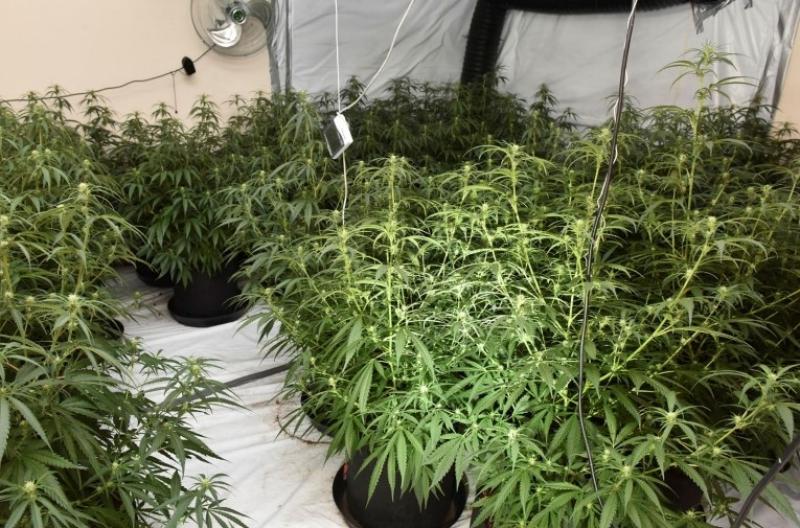 Man charged with a number of offences connected to 120 cannabis plants remanded