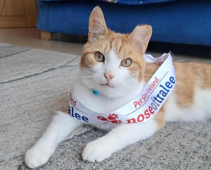 Derry rescue kitty in the running for 'Nose of Tralee' 