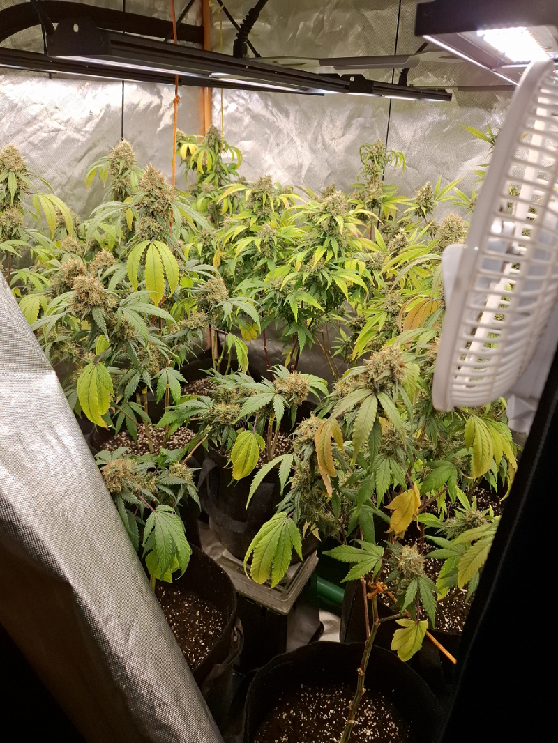 Police in Derry seized suspected cannabis plants when responding to an assault