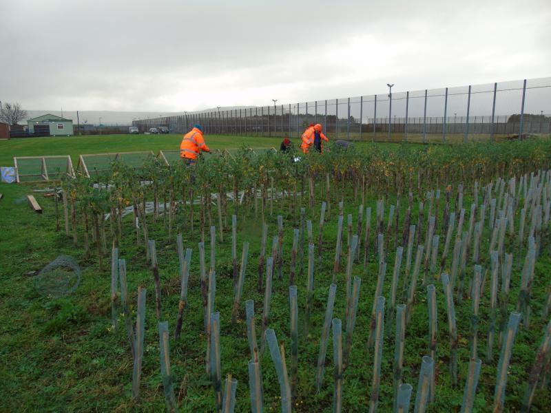 Unique County Derry tree nursery offers volunteering with a social difference