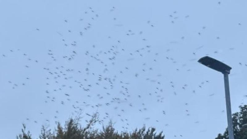 Biting 'Ballykelly bugs' are back causing havoc, locals claim