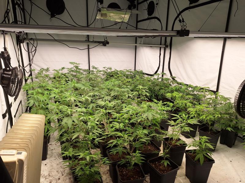 Four arrested following 'cannabis factory' discovery in Derry