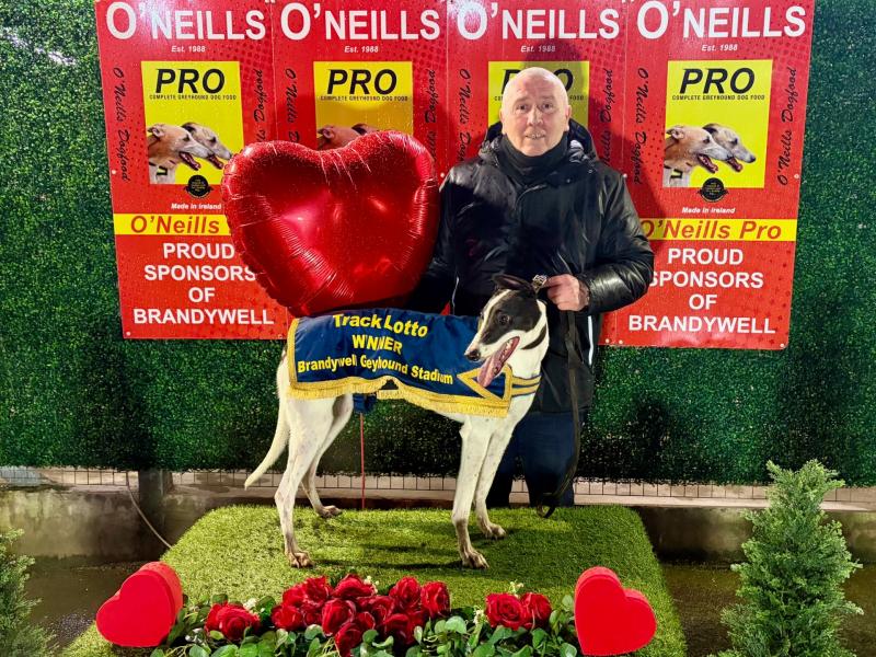 Derry Greyhounds: Spirtinthesky fans were in fine tune after her Brandywell victory