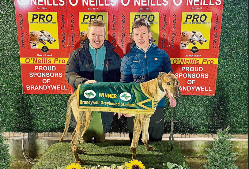 Derry Greyhounds: Barry Turns 99th Start Into A Starcash Finish
