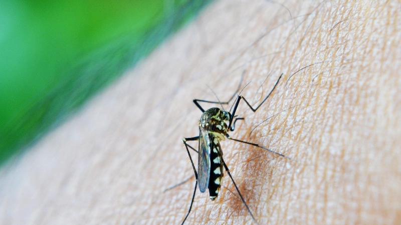 Queen's University calls on Co Derry public's support as they launch first public mosquito reporting system 