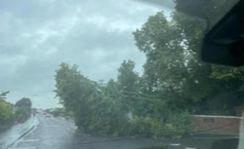 Fallen tree blocking Greenhaw Road.