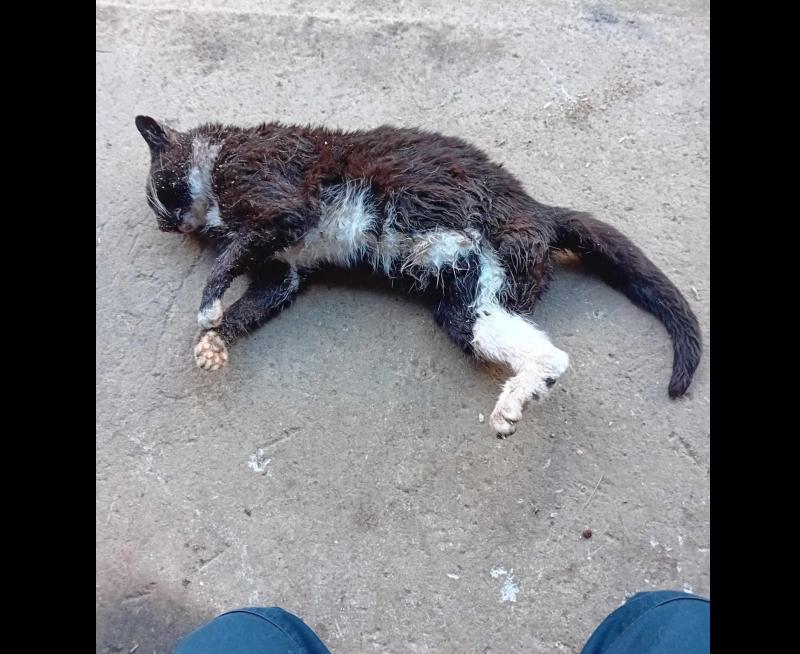 Family left devastated as much-loved pet mauled to death by hunting dogs