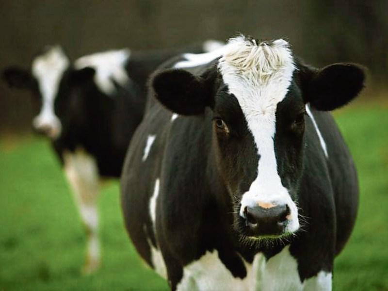 Tipperary faces huge threat if UK imposes post-Brexit tariffs