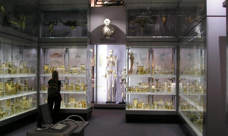 County Derry ‘giant ’ skeleton to be removed from British museum after 250 years