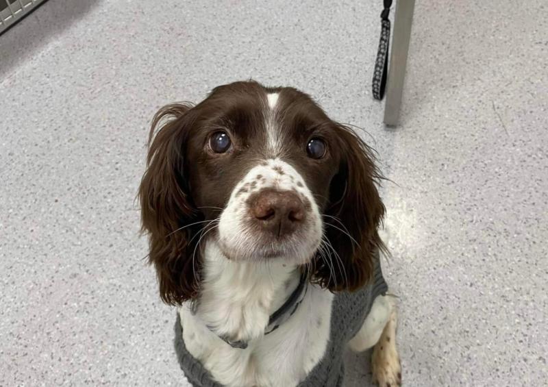 Derry animal charity forced to temporarily close its doors due to "worst January ever experienced"