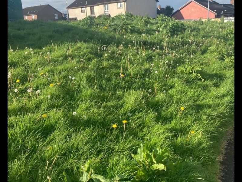Grass and weeds at waist height in Ballymagroarty and Hazelbank - Conor Heaney.